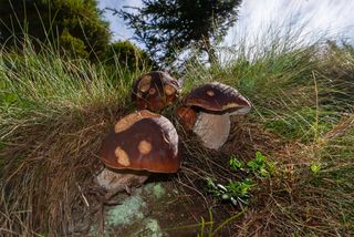 Fungo porcino nei boschi di Berbenno di Valtellina lungo i sentieri per Prato Maslino