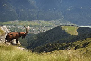 Caprone al pascolo in alta quota con lo sfondo panoramico delle Alpi Orobie e di Prato Maslino