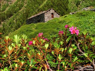 Baita tradizionale in pietra con fiori nell’alpeggio di Prato Maslino in Valtellina